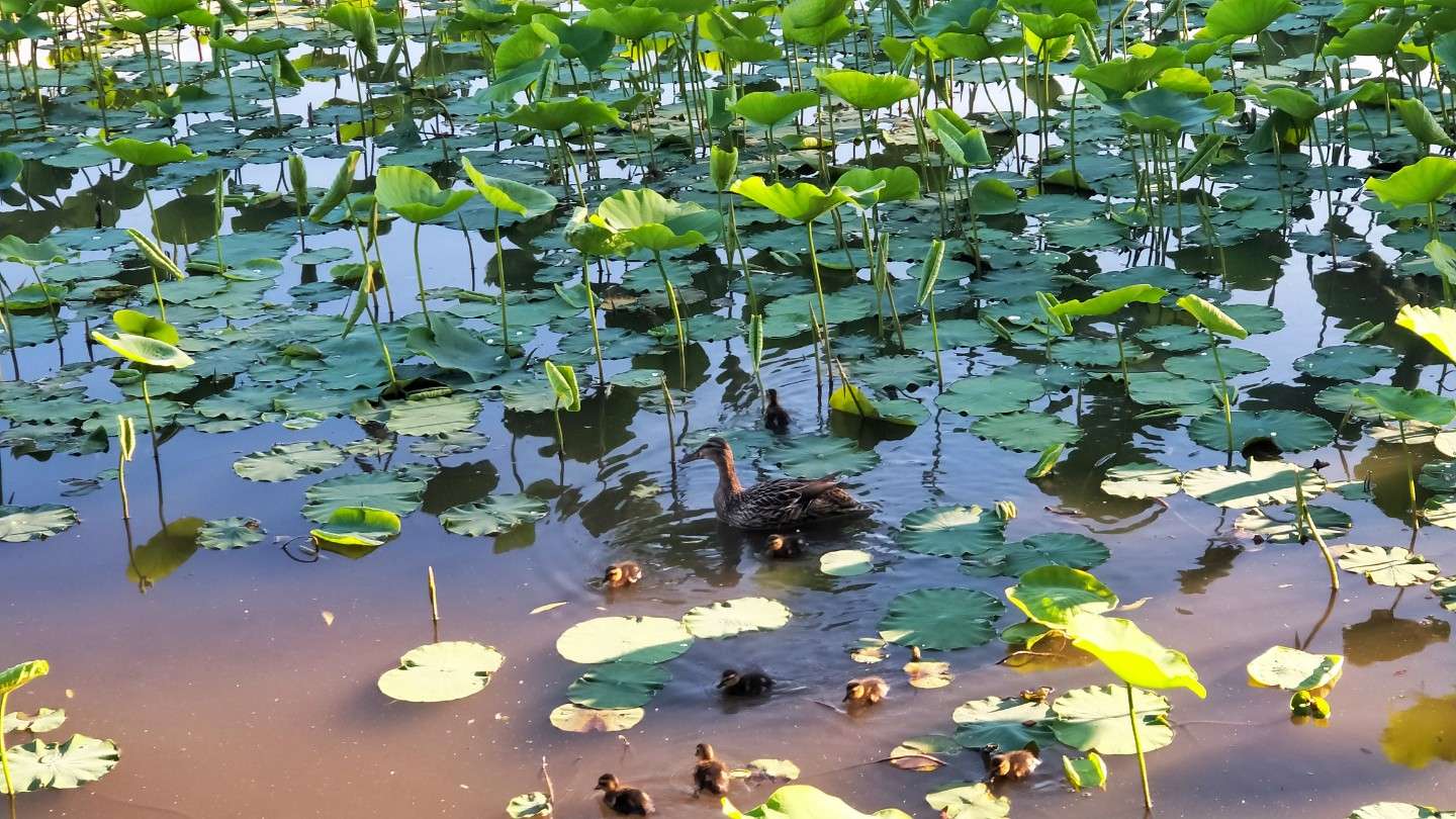 JJ斗地主扣费了,但是对方找不到
