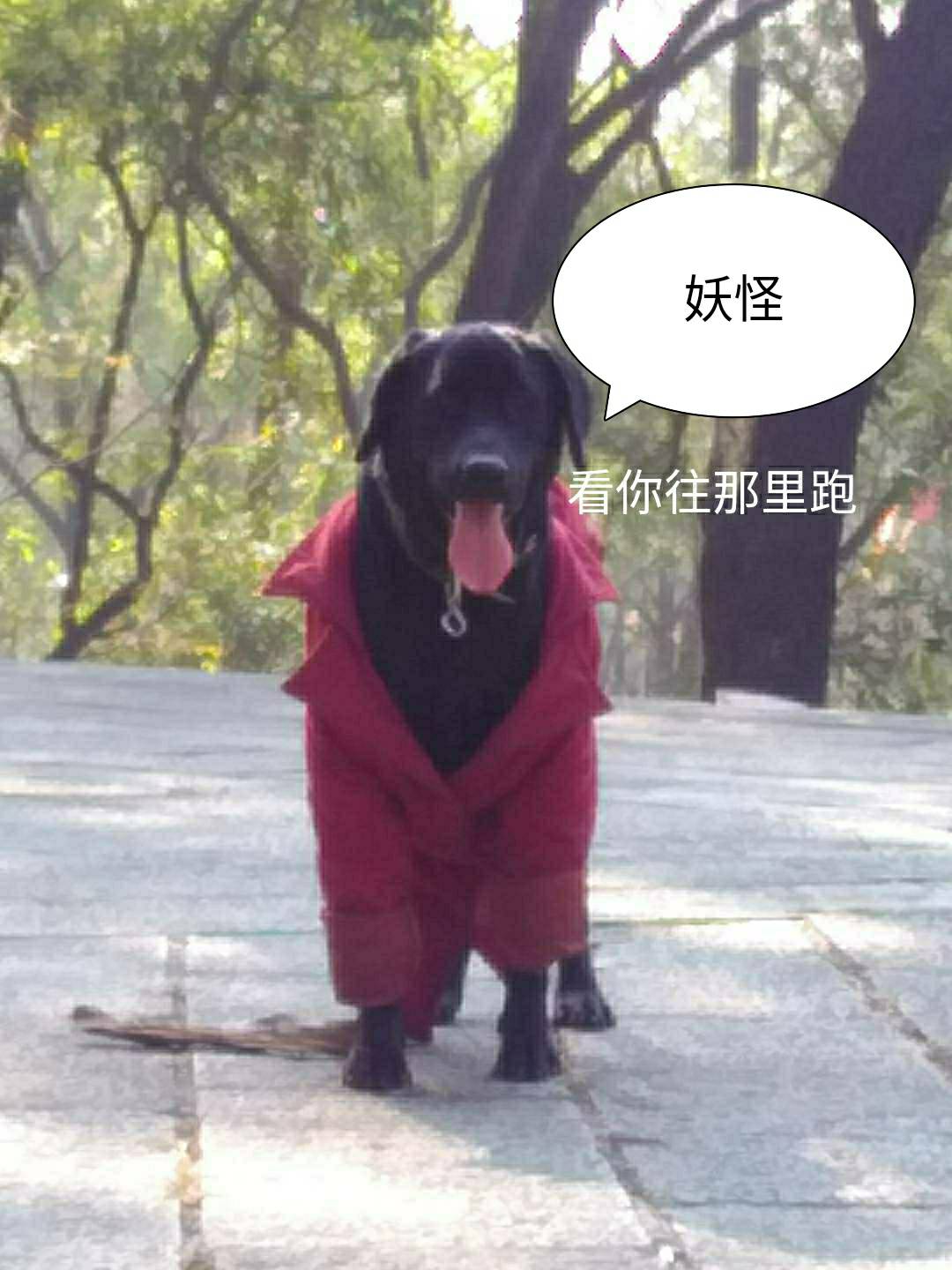 JJ捕鱼号有人收了500元能干