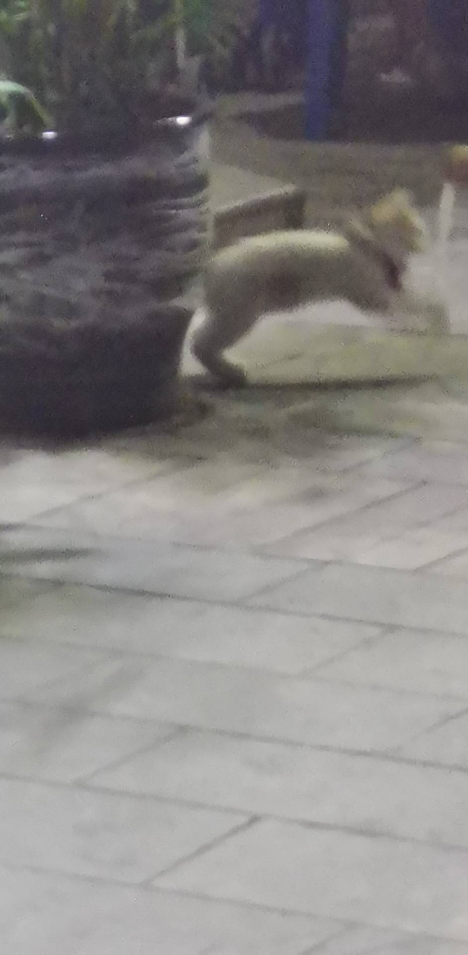 JJ斗地主怎么参与众筹