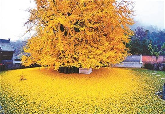 JJ斗地主号被限制了金币的原因