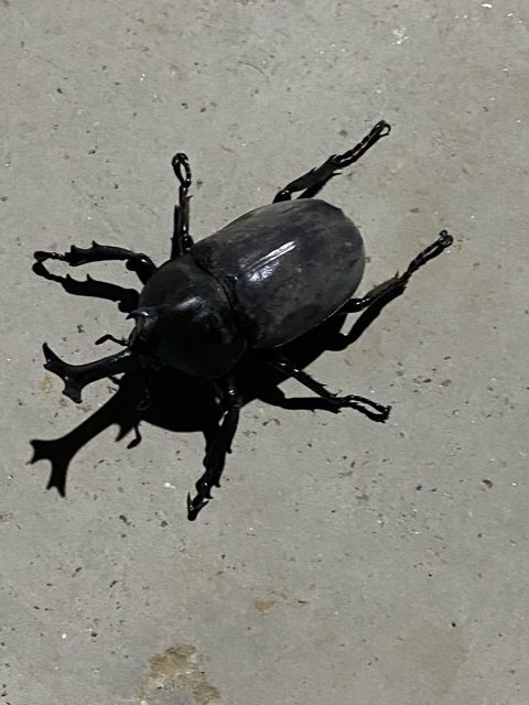 我五万锦标赛为什么突然给我卡掉了