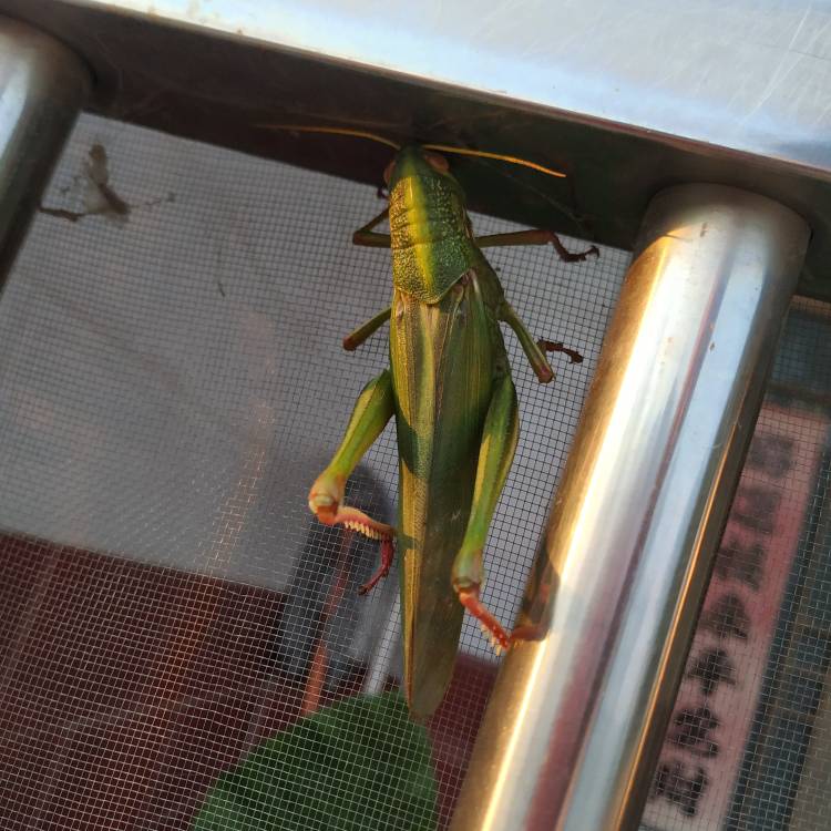 JJ游戏金币交易平台