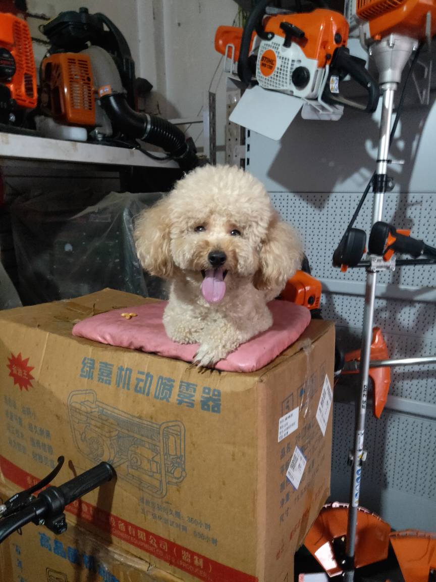 JJ鱼炮出租商人