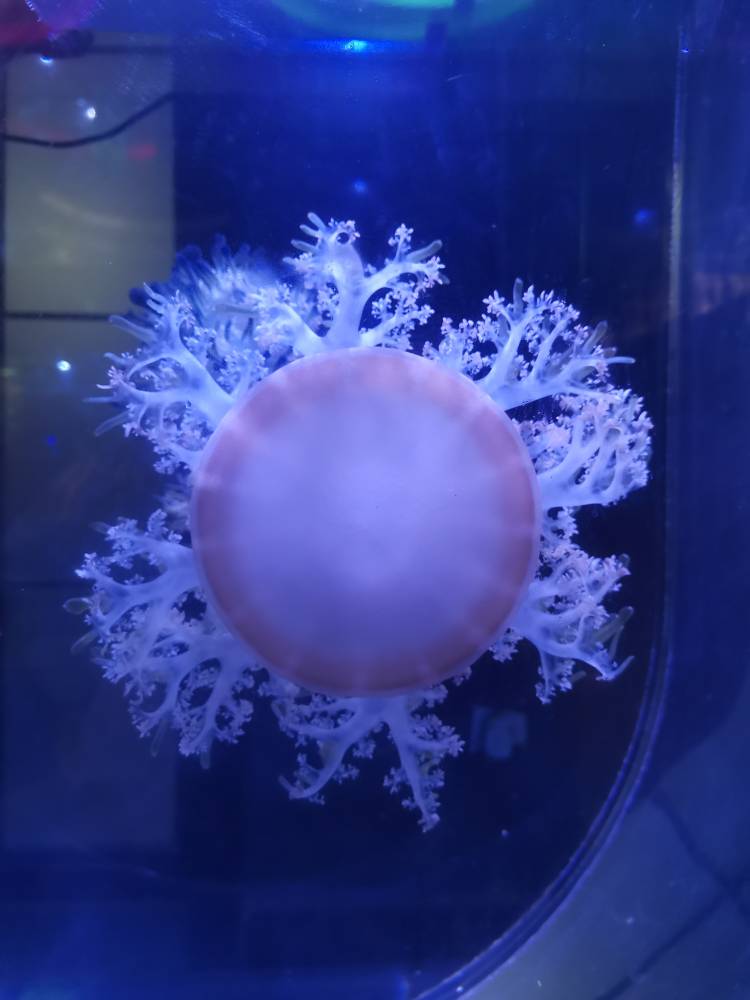 JJ斗地主团队比赛规则