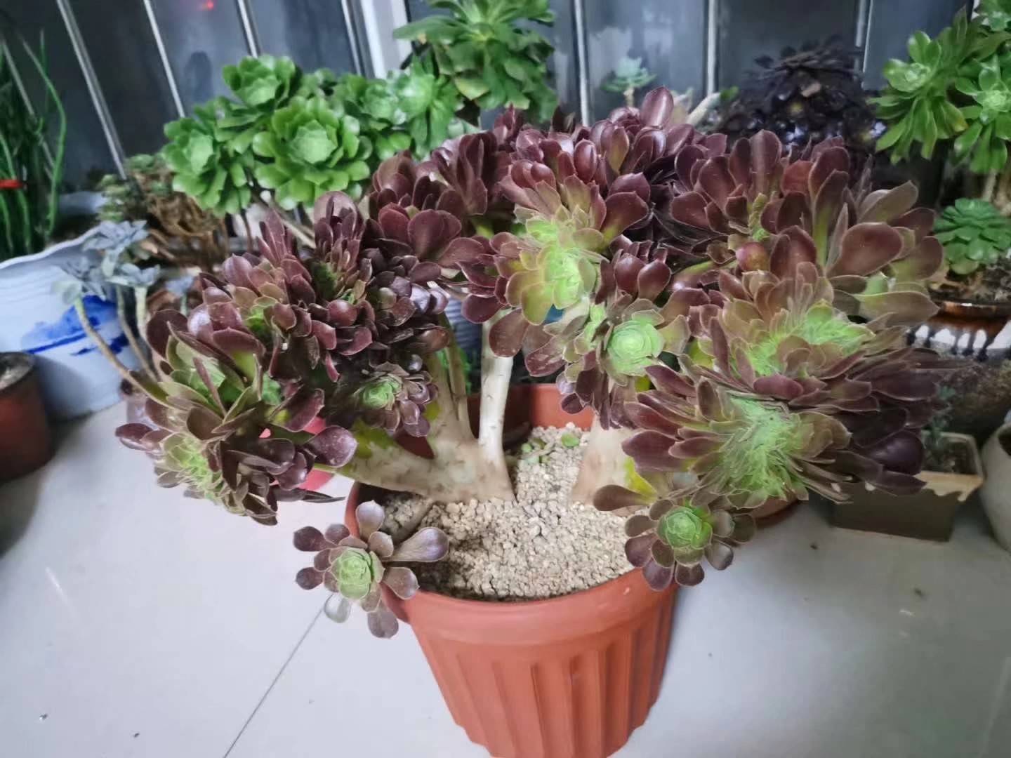 JJ斗地主福建梦幻对湖南