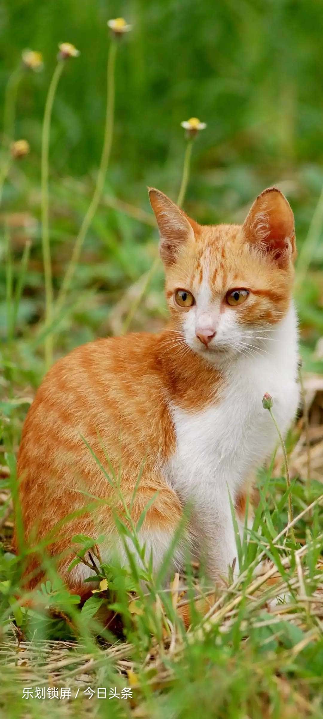 JJ捕鱼为什么限时了啊