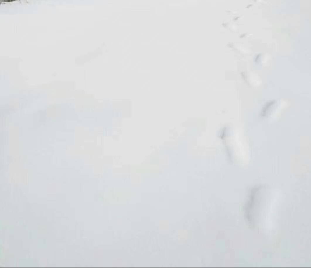 JJ辅助器游戏超自然