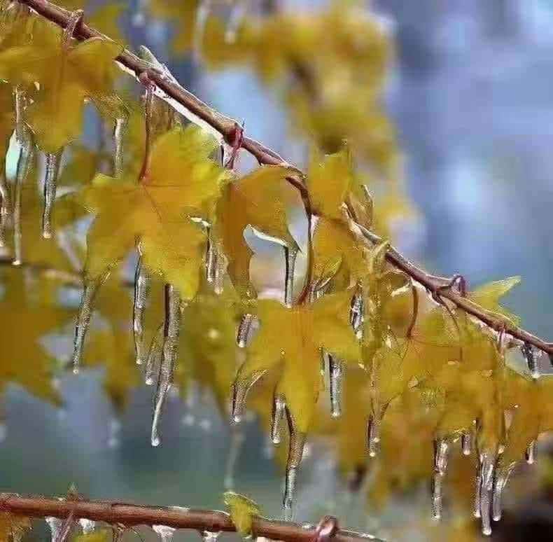 JJ斗地主商家微信