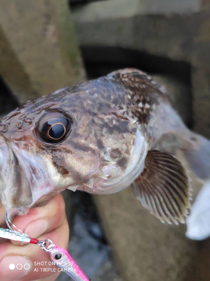 JJ竞技世界账号注册