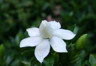 JJ租号十大金商