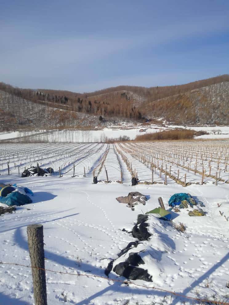 网上24小时回收JJ金币