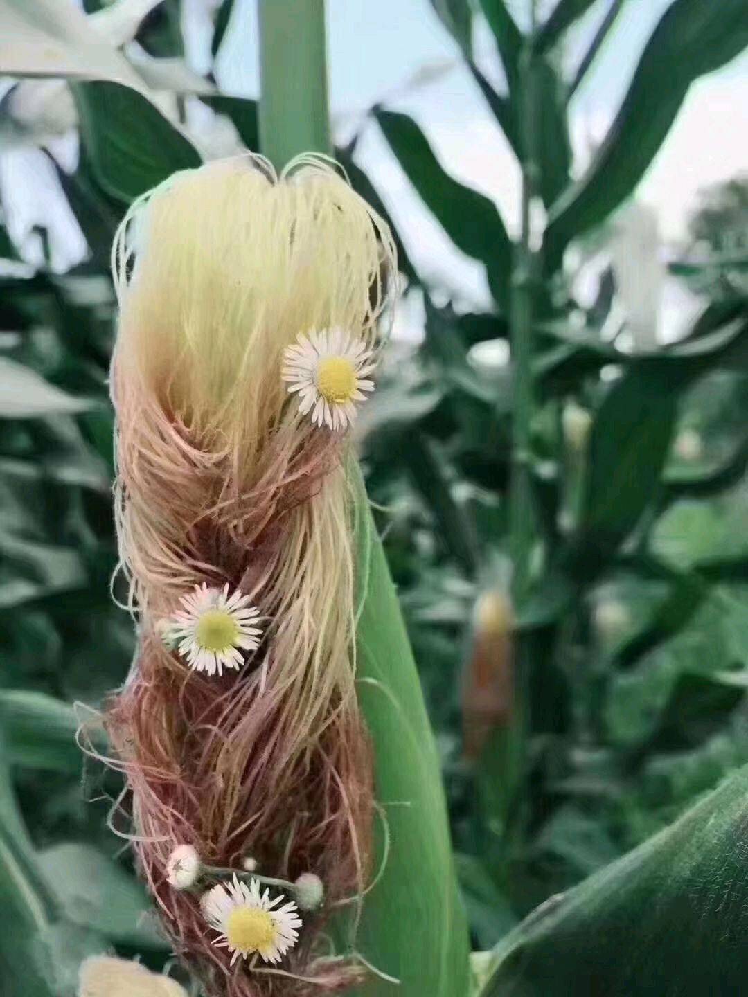 看JJ斗地主最简单三个步骤