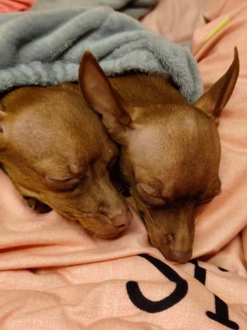 JJ金商的正确玩法