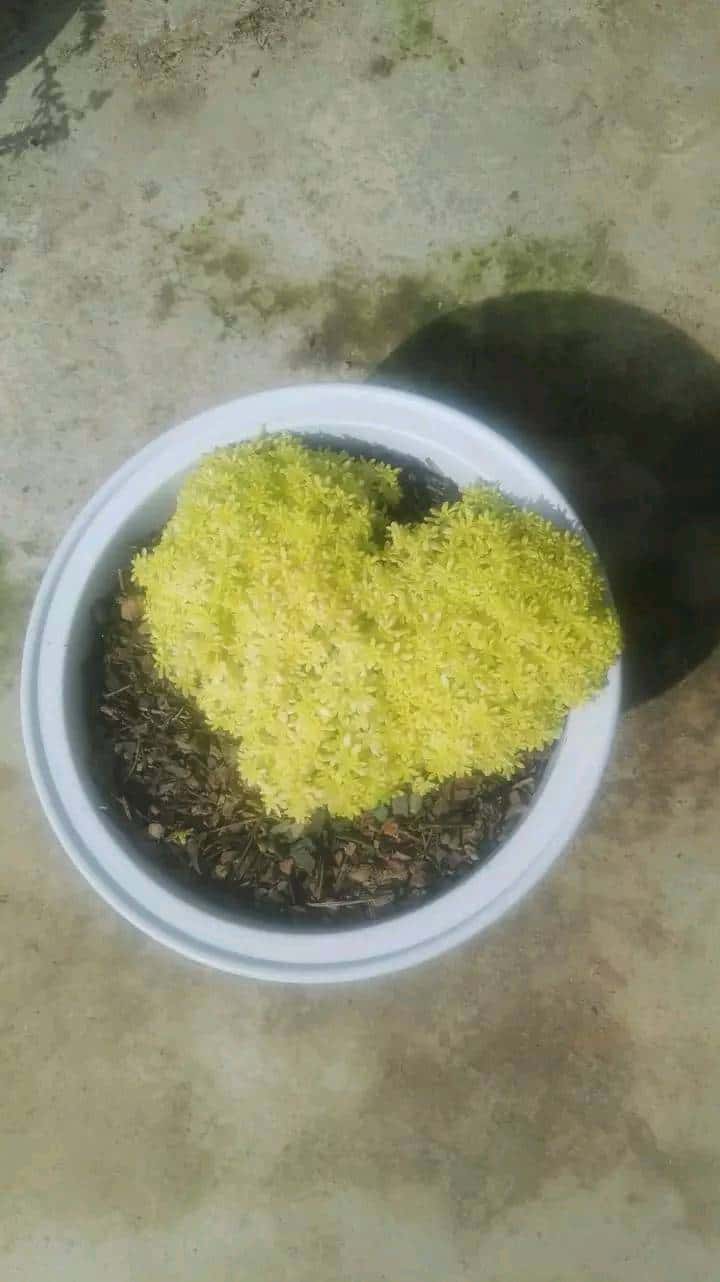 网上24小时回收JJ金币