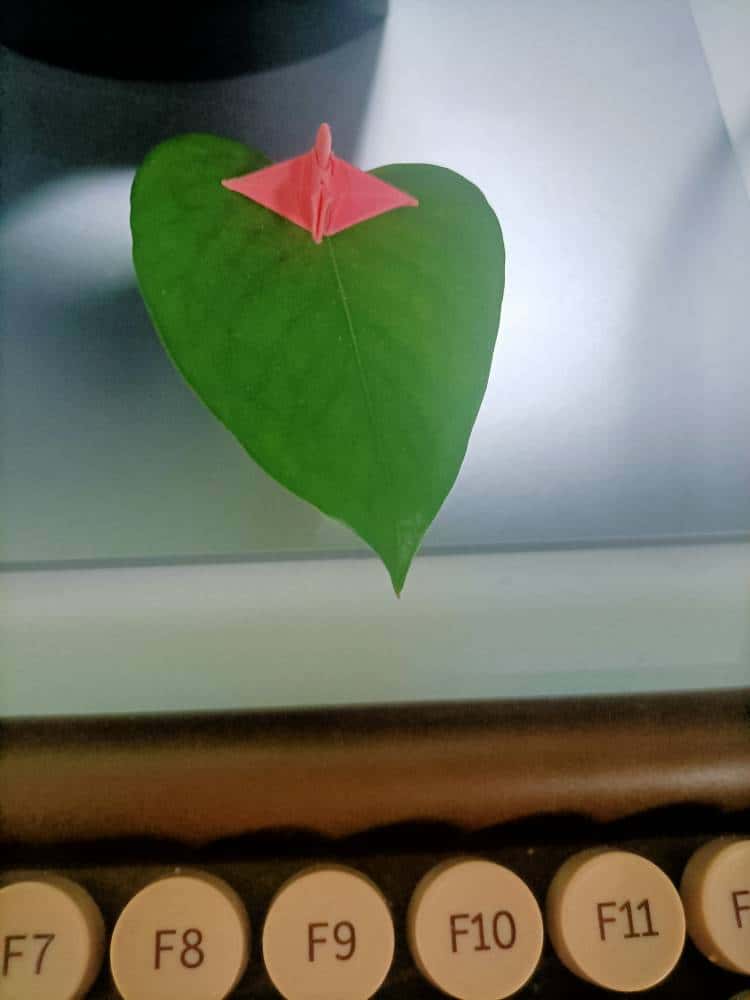 JJ斗地主在电视哪个频道