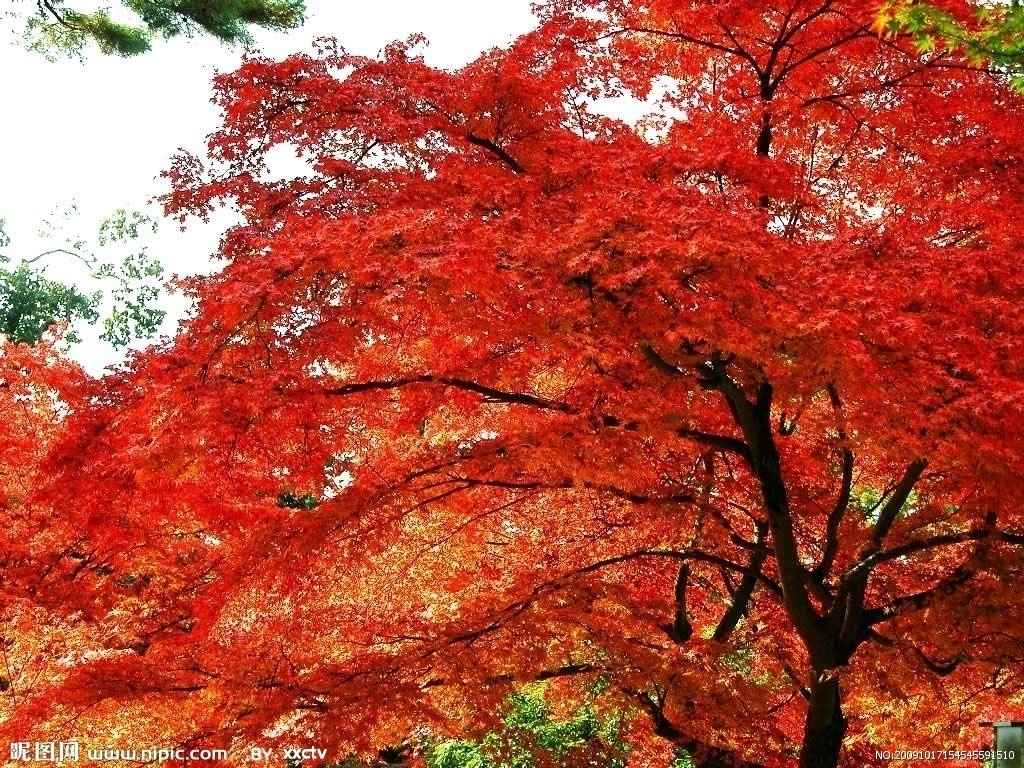 JJ棋牌买卖金币