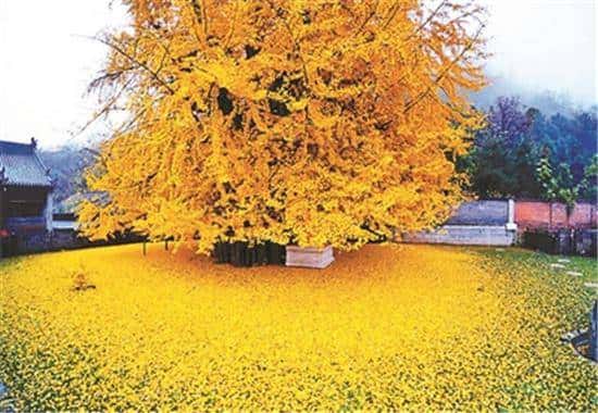 JJ租号谁家靠谱