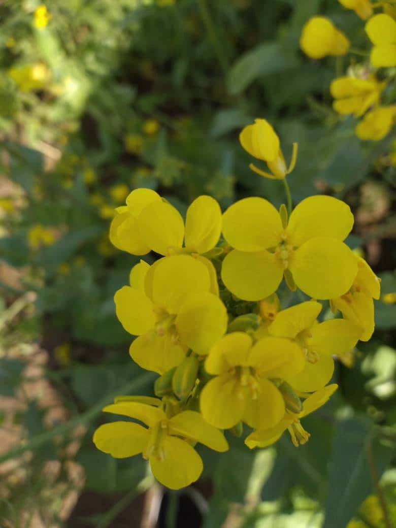 手机JJ斗地主金币怎么送人