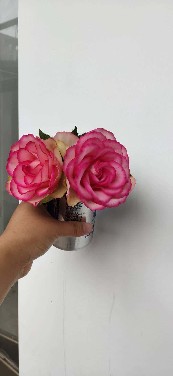 JJ账号更换手机号