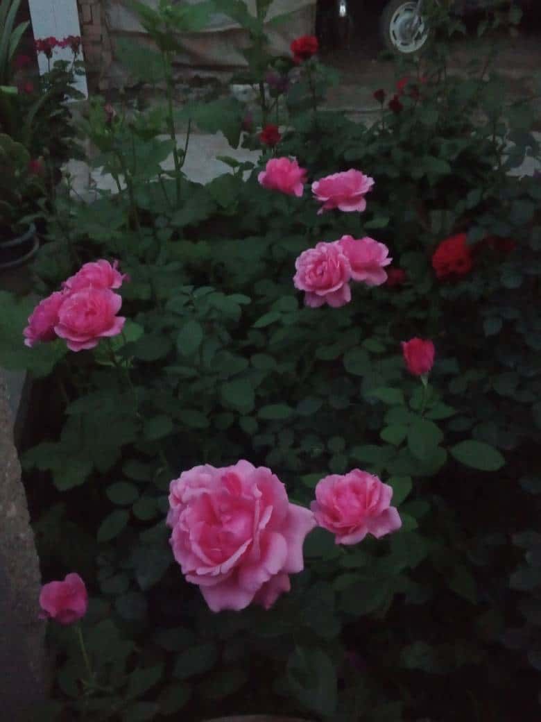 JJ捕鱼诚信商人