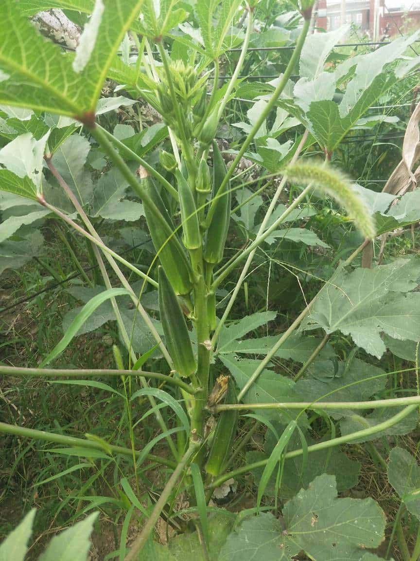 JJ麻将详细规则