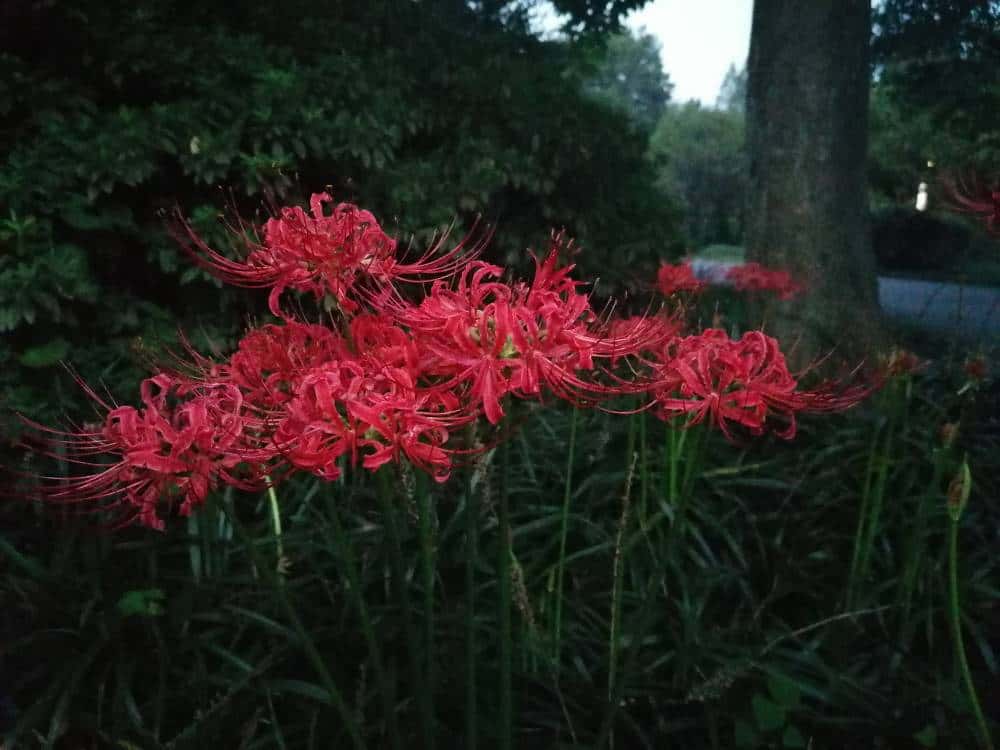 JJ比赛电视赛区