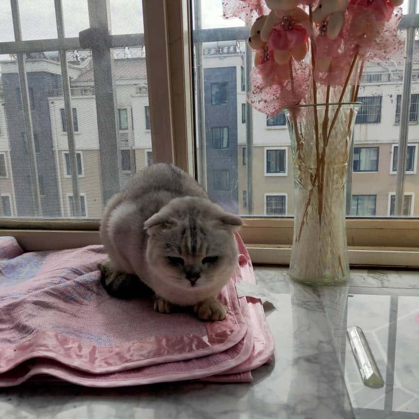 JJ客服电话24小时人工服务