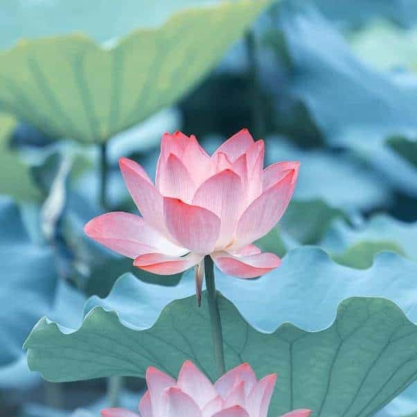 JJ金币兑换码入口