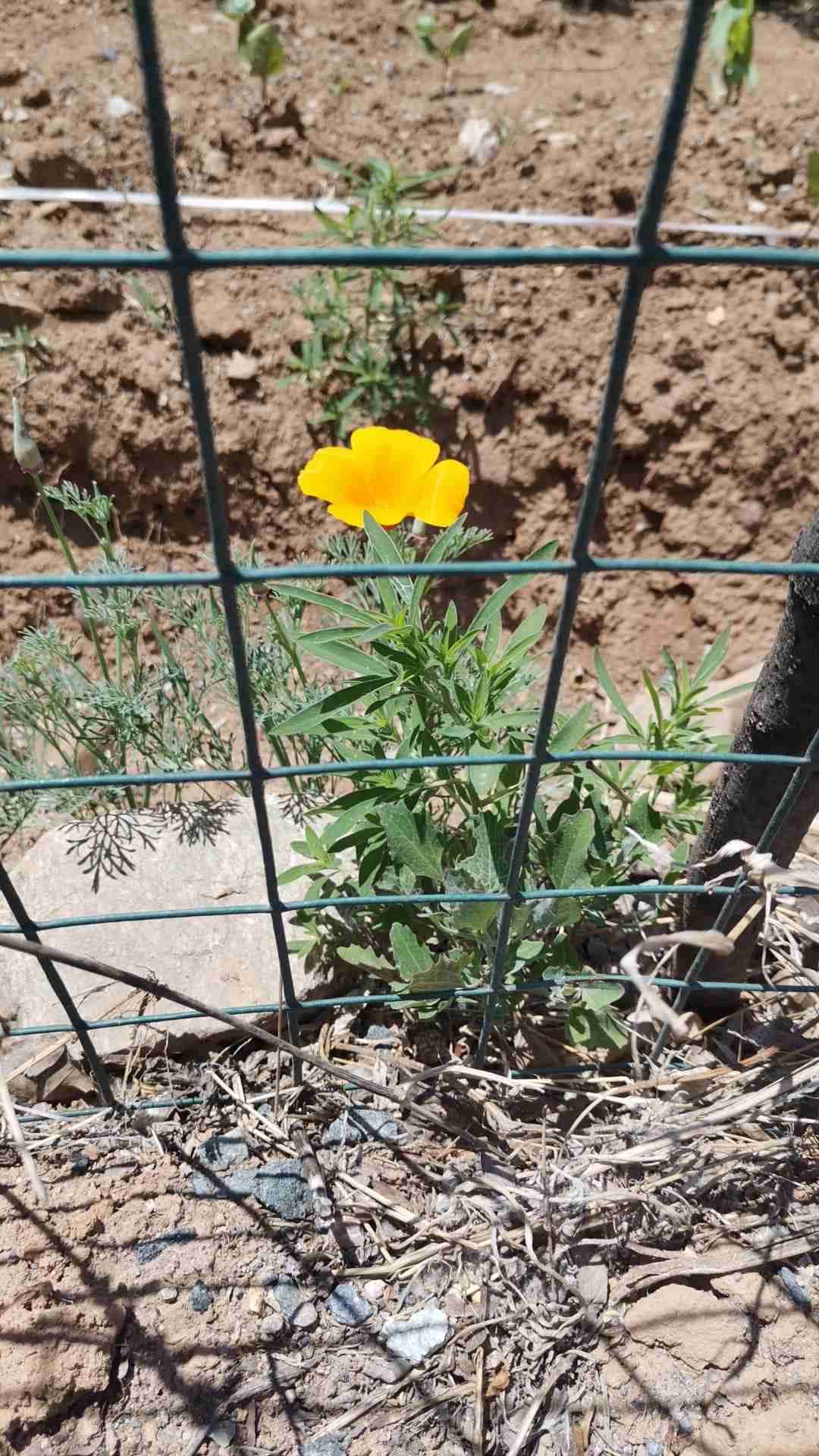 JJ游戏捕鱼租号
