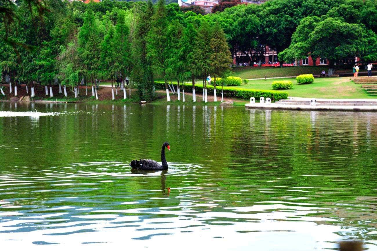 JJ地主回收金币