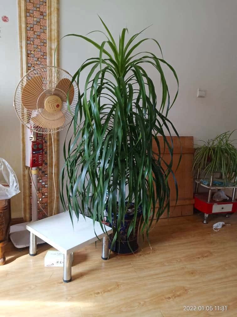 JJ捕鱼取消后怎么恢复时间